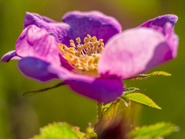 Wild rose flowers on Vancouver Island, British Columbia