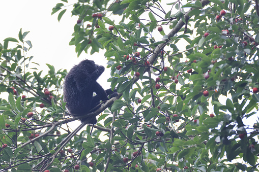 Closed up adult Siamang, uprisen angle view, side shot, in the morning sitting on the branch of the abundance fruit tree and eating red fruit in nature of tropical rainforest, wildlife sanctuary in southern Thailand.