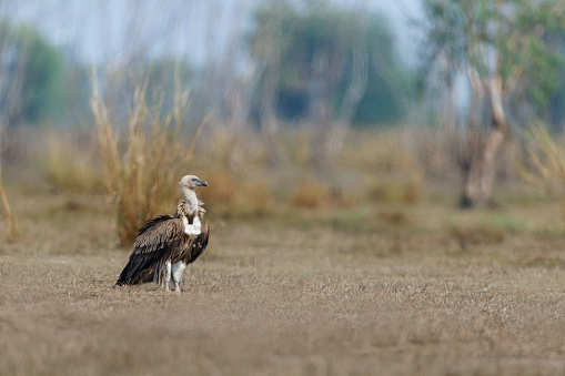 Closed up adult Himalayan griffon vulture or Himalayan vulture, low angle view, rear shot, standing on the agriculture field in nature of tropical climate, central Thailand.