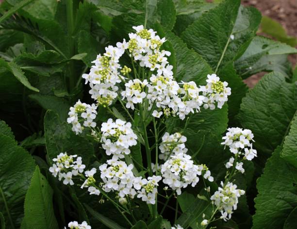 흰 고추냉이 새끼들은 유기농 정원에서 닫힙니다. - horseradish 뉴스 사진 이미지