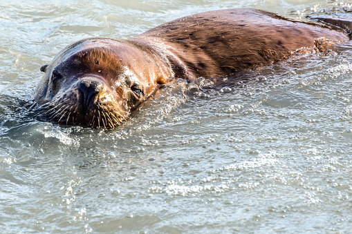 A sea lion peeks its head out of the water while searching for spawning salmon.