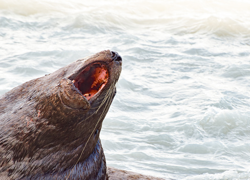 The beauty of the Prince William Sound wildlife was on full display as sea lions frolicked on the rocks