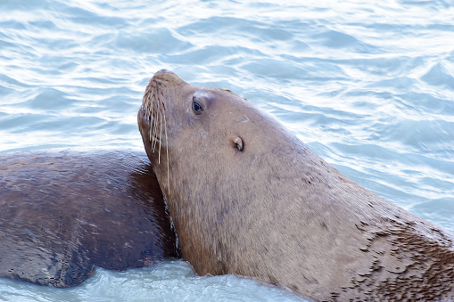 Valdez is home to many sea lions who find test along the shores.