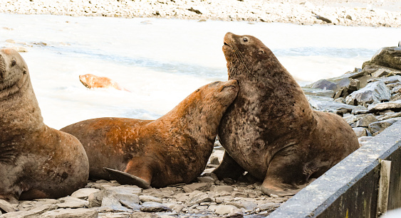 A sea lion is caught showing affection to another sea lion.