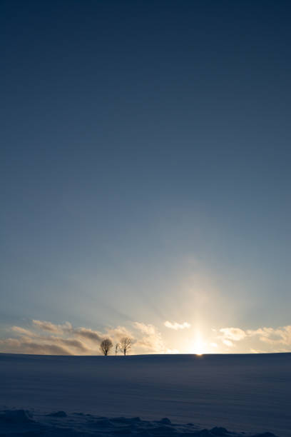 istock Groves standing on a hill at dusk in winter 1452032916