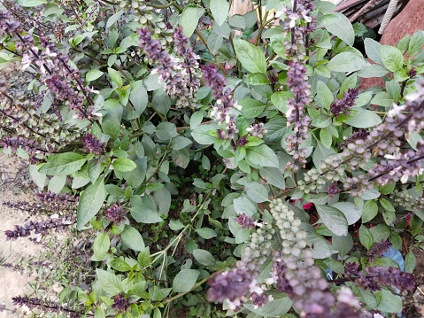 Ocimum basilicum. Thai basil, spice and medicinal plant.