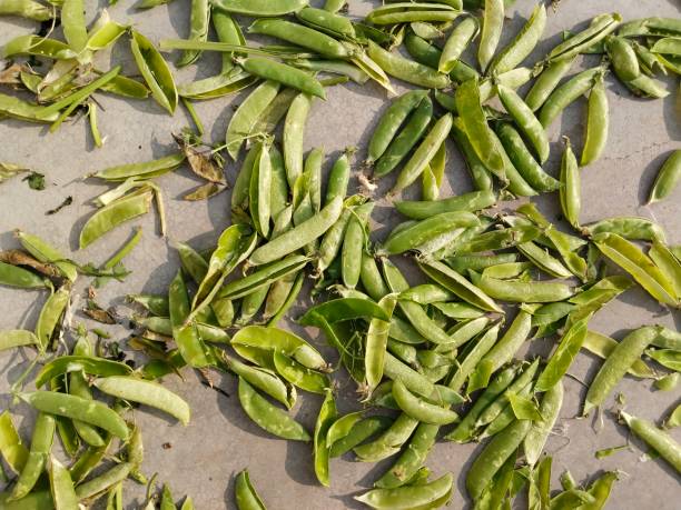 Empty pea pods is drying in sunlight, textured green horticultural waste product.