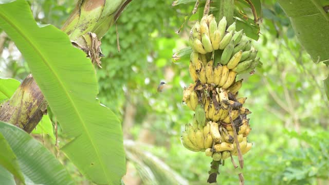 A bunch of bananas in nature, a food for hummingbirds and other wildlife.