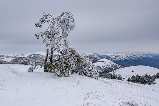 Snow covered lonely pine tree on mountain Demerdzhi after blizzard in early spring. Crimea