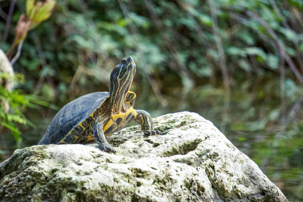 A funny water turtle sunbathing stock photo