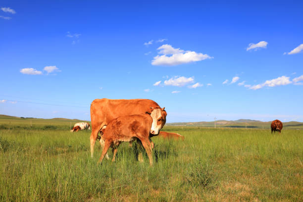 A herd of cattle was grazing on the prairie， Cows are grazing on the grassland