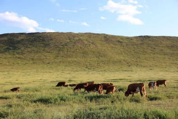 istock A herd of cattle was grazing on the prairie 1452047574