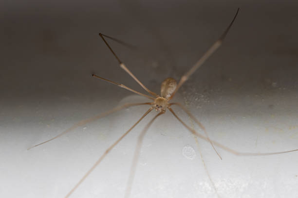 istock Macro photo of spider on white wall. 1452049419