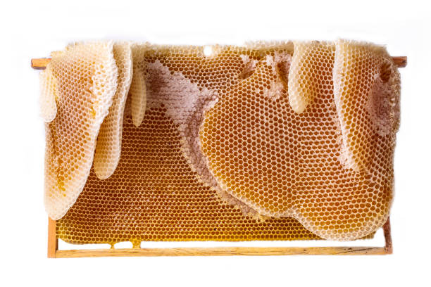 istock Natural comb honey, Turkish Karakovan Honey. 1452049466