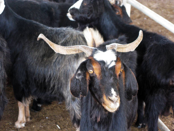 istock Sheep market in Turkmenistan 1452051077