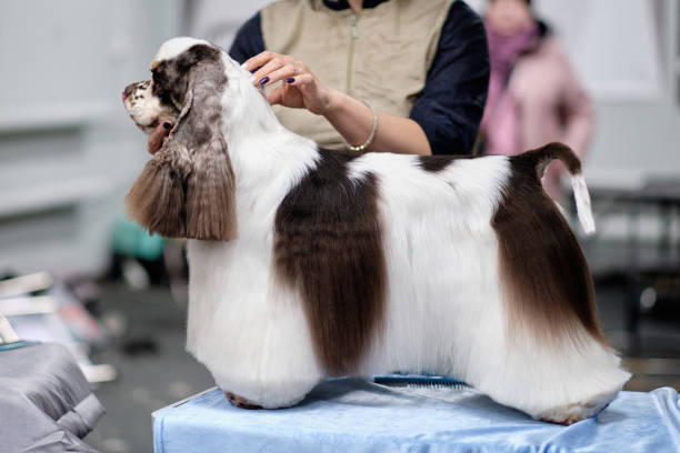 A dog American Cocker spaniel with a long wool skirt in a rack American Cocker spaniel with a long wool skirt in a rack. dog grooming stock pictures, royalty-free photos & images