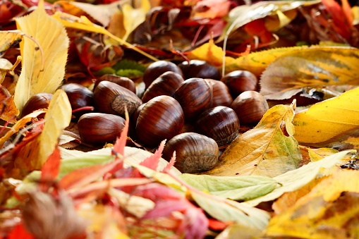 a group of chestnuts surrounded by Autumn leaves