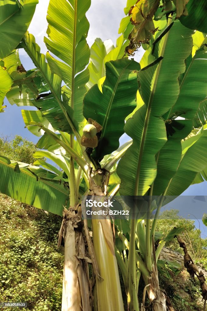 banana tree Banana Tree Stock Photo