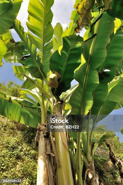 Banana Tree Stock Photo - Download Image Now - Banana Tree, Biology, Bush
