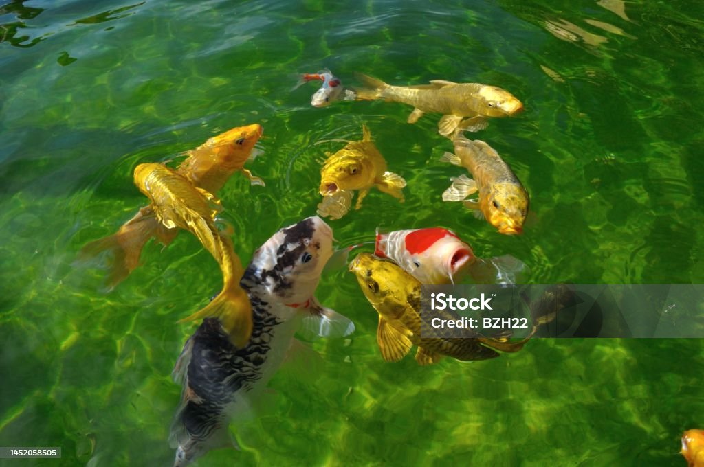 Koi carps in pond Animal Stock Photo