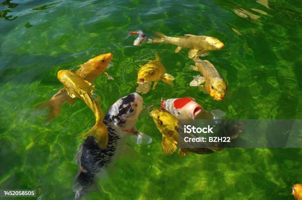 Koi Carps In Pond Stock Photo - Download Image Now - Animal, Carp, Color Image