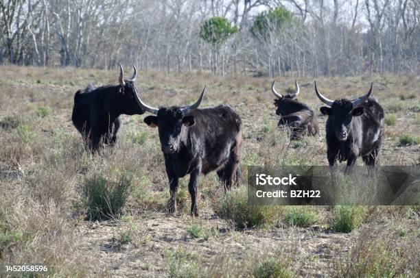 Bulls In Camargue Stock Photo - Download Image Now - Agriculture, Animal, Animal Wildlife