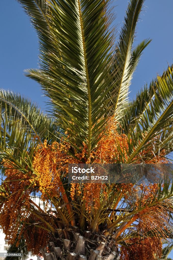 Date palm Date palm in south of France Bunch Stock Photo