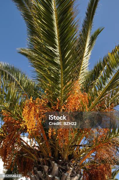 Date Palm Stock Photo - Download Image Now - Bunch, Color Image, Food
