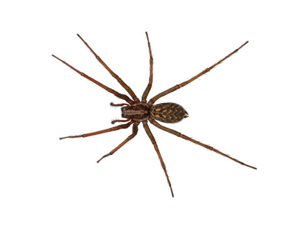 domestic house spider or barn funnel weaver, tegenaria domesticus, isolated on white background, top view domestic house spider or barn funnel weaver, tegenaria domesticus, isolated on white background, top view. tramp home stock pictures, royalty-free photos & images