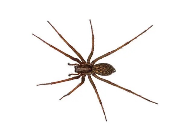 Photo of domestic house spider or barn funnel weaver, tegenaria domesticus, isolated on white background, top view