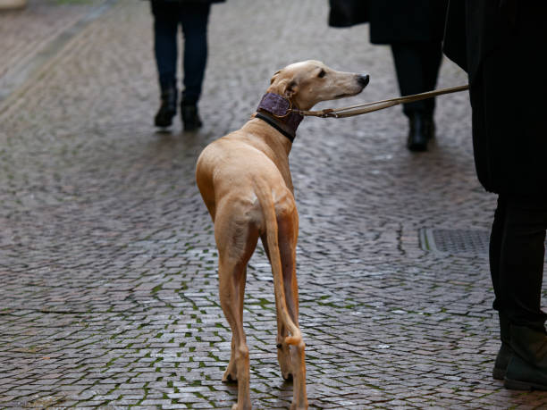 istock Beautiful Italian Greyhound standing on a gray stone background 1452066676