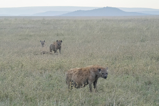 Three hyenas next to a carcass in the grass savannah in Tanzania, at dusk.
