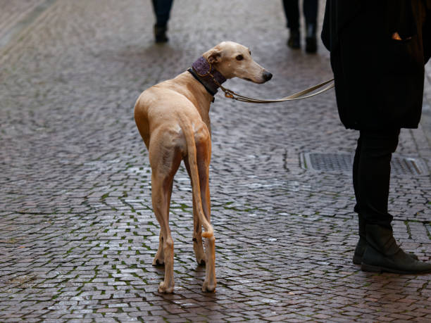 istock Beautiful Italian Greyhound standing on a gray stone background 1452066735