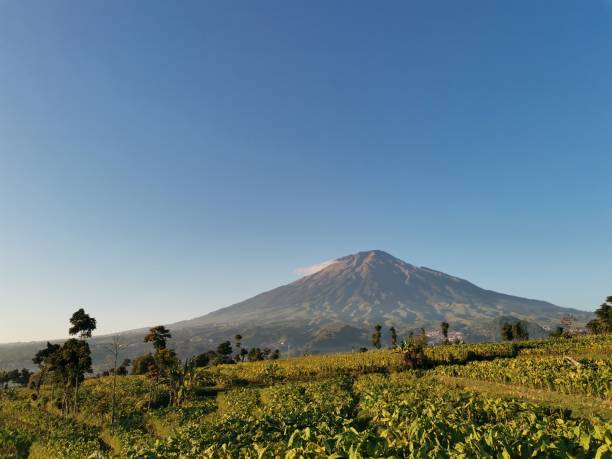 istock Mount Sumbing from Tobacco Field 1452067378
