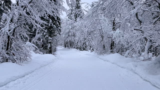 Traveling on a country road through snow covered white forest