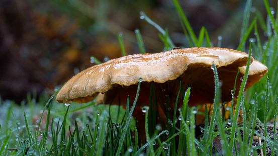 A mushroom in the grass