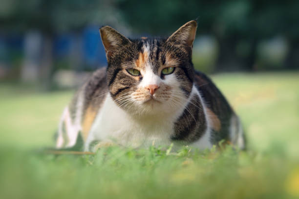 istock Beautiful mongrel cat lying on the grass and looking at the camera 1452073285