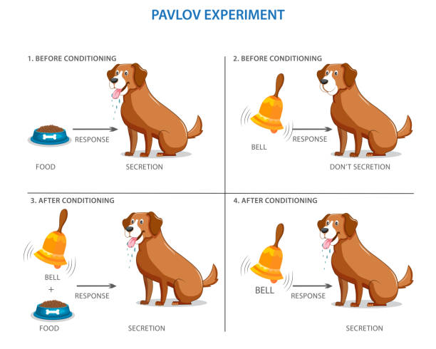 Pavlov's experiment on the dog,conditional mechanisms Labeled Pavlovian respondent learn scheme. Dog experiment with food and bell. Salivation research diagram with behavior stimulus psychological educational explanation. Pavlov's experiment Saliva stock illustrations