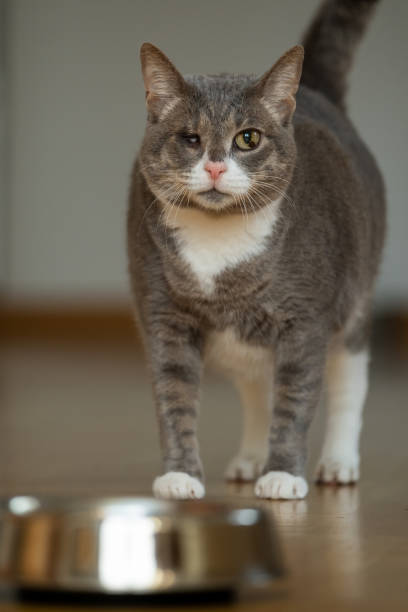 istock One-eyed cat at home 1452080673