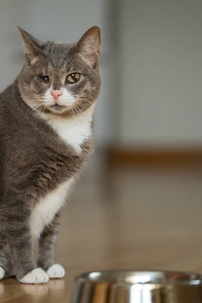 istock One-eyed cat at home 1452080695