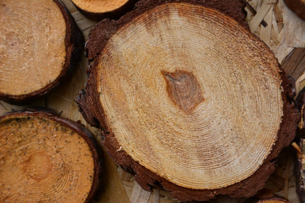 istock round stumps with trunk section and tree rings isolated, macro 1452087282