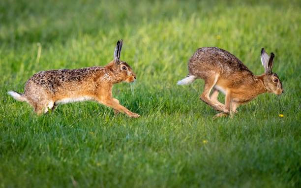 istock Scenic view of two hare rabbits found jumping around in an open field 1452092123