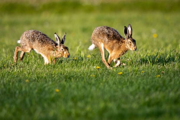 istock Scenic view of two hare rabbits found jumping around in an open field 1452092124