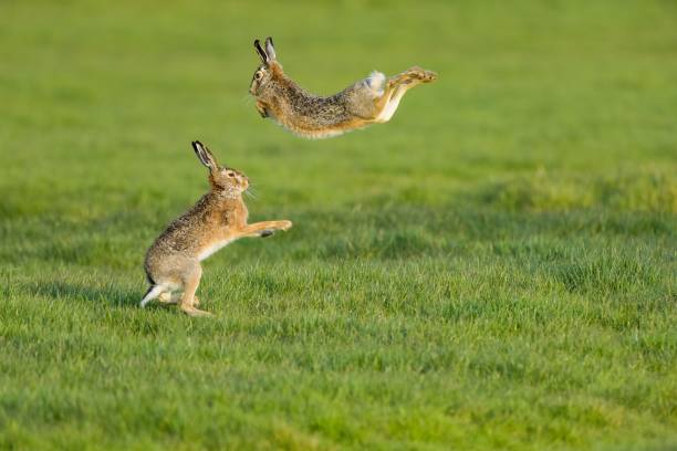 istock Scenic view of two hare rabbits found jumping around in an open field 1452092127
