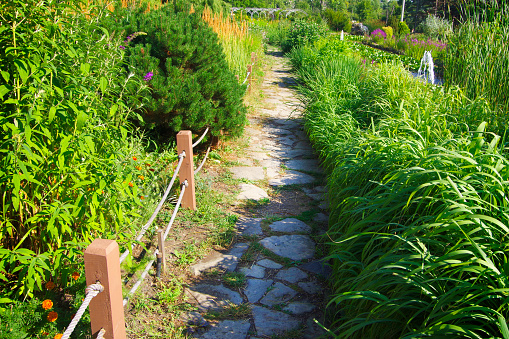 Narrow path among green plants