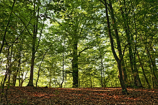 Beautiful HDR view of forest with green trees and fallen leaves on the ground, back lit by the sun.