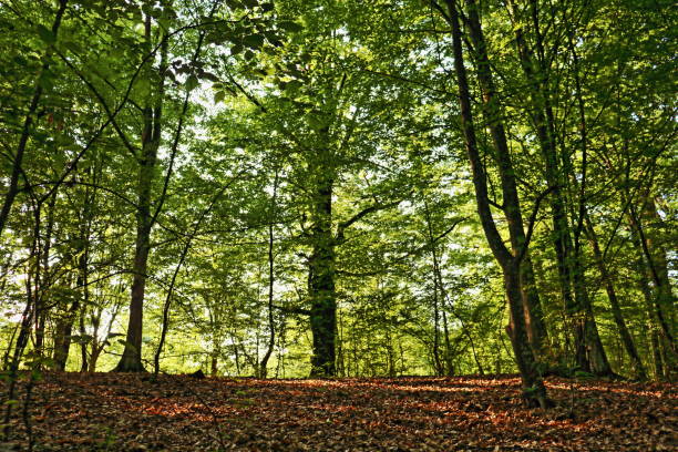 изображение наружного леса с пышной натуральной листвой - glade forest oak tree tree стоковые фото и изображения