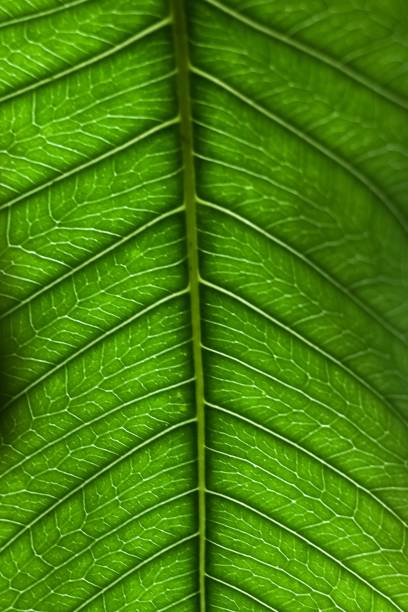 A vertical shot of the pattern of the green leaf
