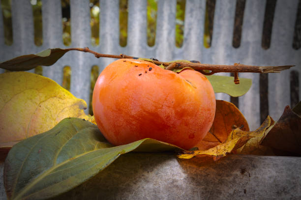 ripe persimmon and autumn leaves