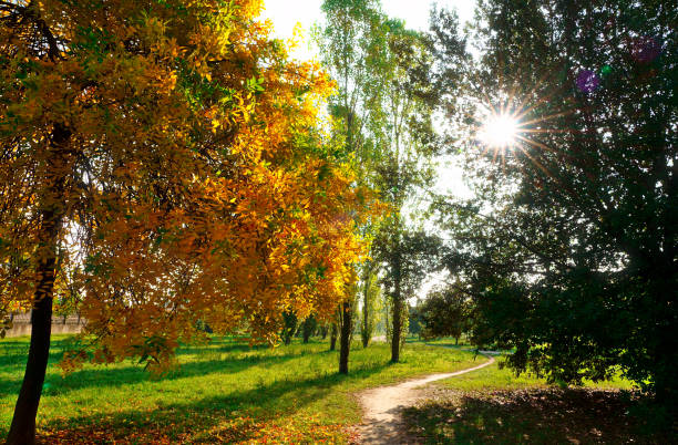 istock Tree full of yellow leaves 1452098516
